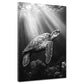 Schildkröte Unterwasser Lichtspiel schwarz weiß Wandbild