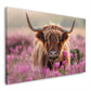Schottisches Hochlandrind in pinken Heideblüten als Wandbild